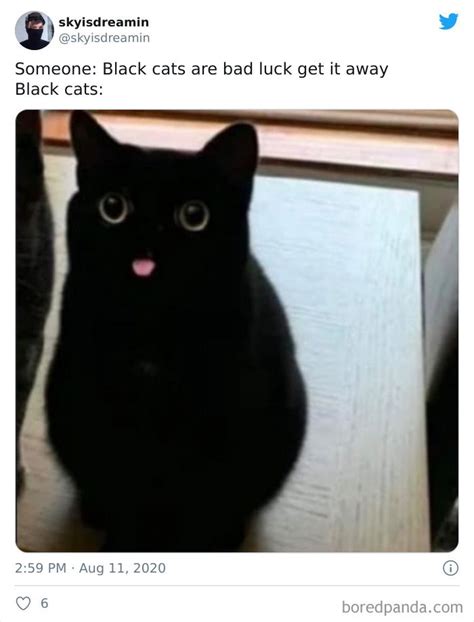 black cat meme face|cute black cat memes.